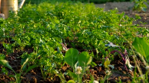 Watering vegetables in the garden — Stock Video