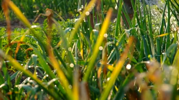 Drenken groenten in de tuin — Stockvideo