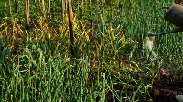 Riego de verduras en el jardín — Vídeos de Stock