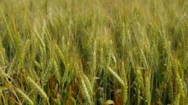Rüzgar yeşil buğday