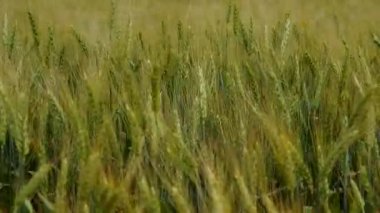 Rüzgar yeşil buğday