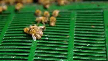 Arılar ve drone arı