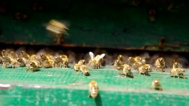 꿀벌은 벌집의 입구에