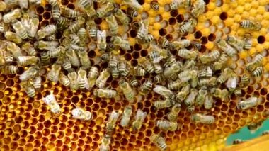Arılara petek üzerinde