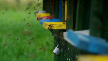 Arıların kovan sinek