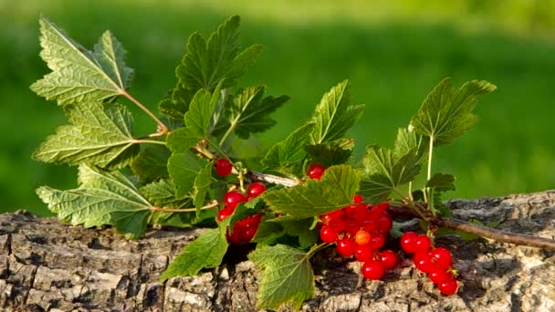 Grosella roja sobre un fondo verde — Vídeos de Stock