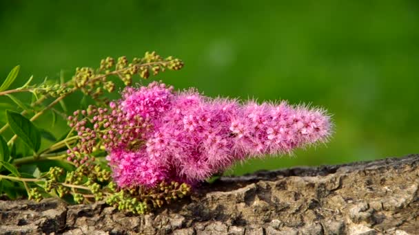 Flor rosa creciendo en un arbusto — Vídeo de stock