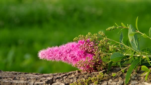 ピンクの花の茂みの中で成長しています。 — ストック動画