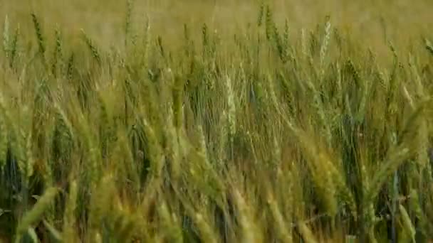 Trigo verde en el viento — Vídeo de stock