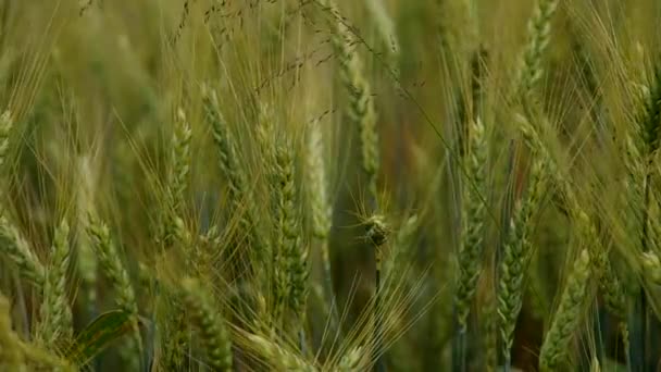 Green wheat in the wind — Stock Video