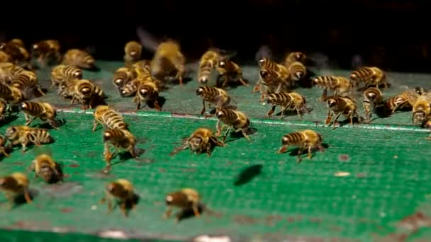 Бджоли біля входу до вулика — стокове відео