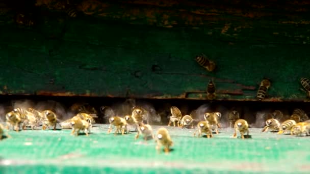 蜜蜂在蜂巢的入口处 — 图库视频影像