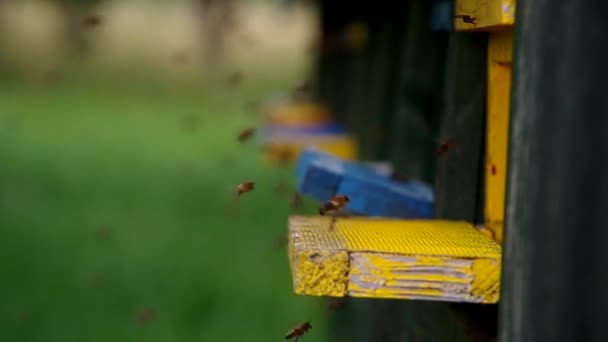 Bienen fliegen in Bienenstock — Stockvideo