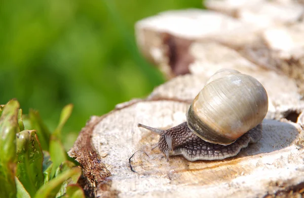 Snail on a tree stump — Stock Photo, Image