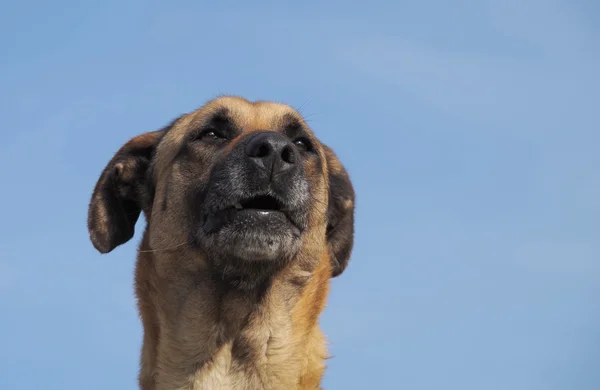 Retrato de um cão — Fotografia de Stock