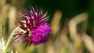 çiçekli pembe thistle