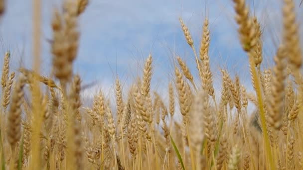 Campo de trigo y cielo azul — Vídeos de Stock