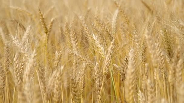 Campo de trigo en el viento — Vídeo de stock