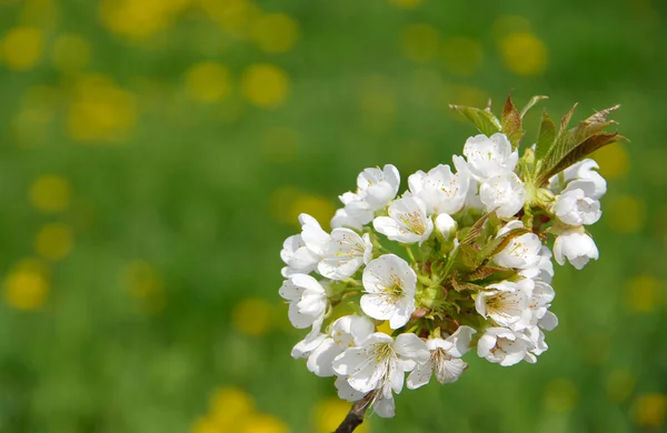 Rama floreciente de cerezo — Foto de Stock