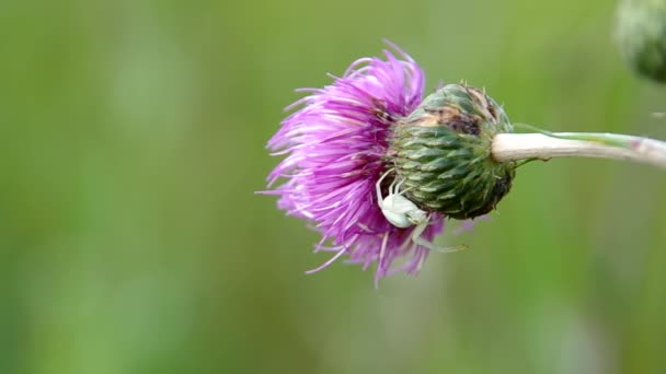 Weiße Spinne auf Distel — Stockvideo