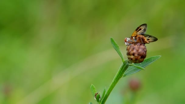 Fly on the grass — Stock Video