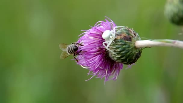 L'araignée se cache d'une abeille 