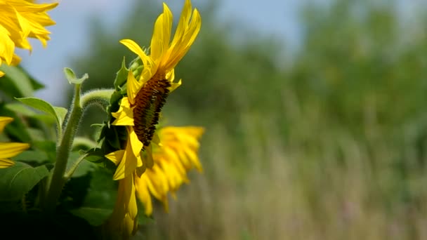 Sunflower field — Stock Video