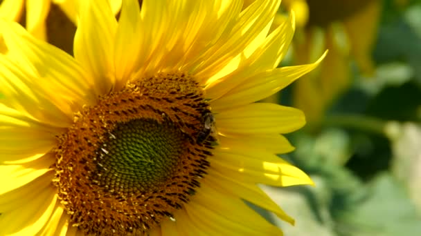 abeille sur tournesol