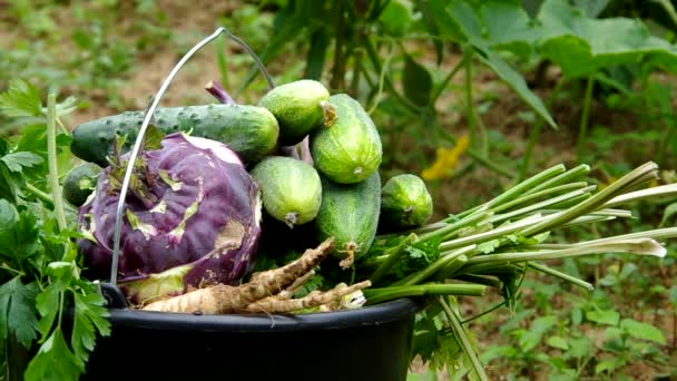 Legumes em baldes — Vídeo de Stock