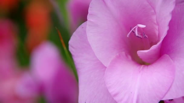 Gladiole violette — Video