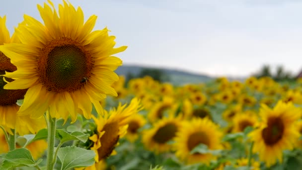Sunflower field in the rain — Stock Video