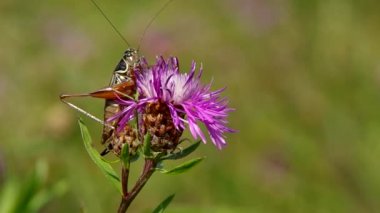 thistle tarihinde çekirge