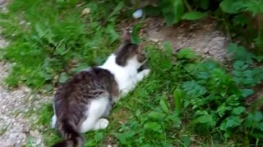 Kedi ve Fare