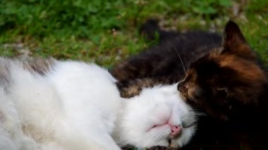 kedi ve yavru kedi dinlenme