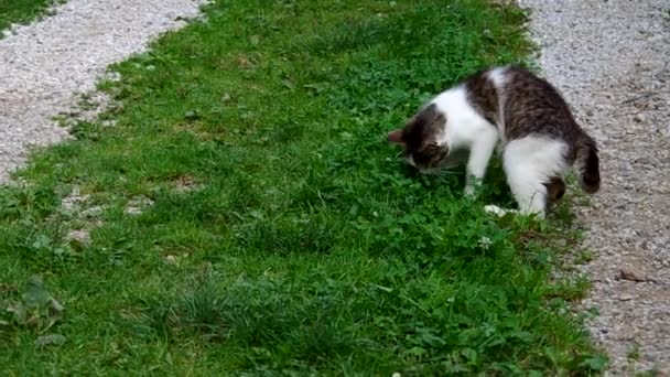 Cat and mouse — Stock Video © ludovikus1 #50951031