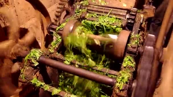 Dispositivo para cortar hierba — Vídeo de stock