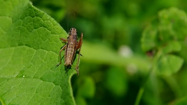 Saltamontes en hoja verde — Vídeos de Stock