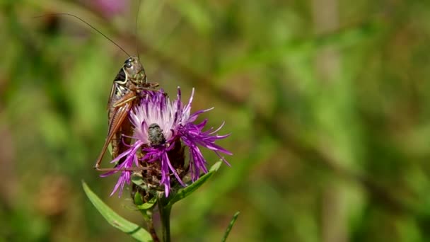 Gräshoppa på thistle — Stockvideo