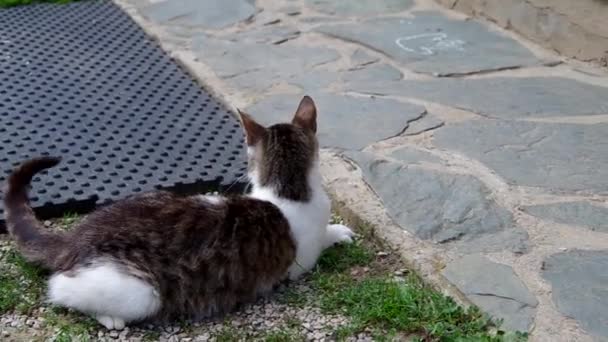 Gatto e topo — Video Stock