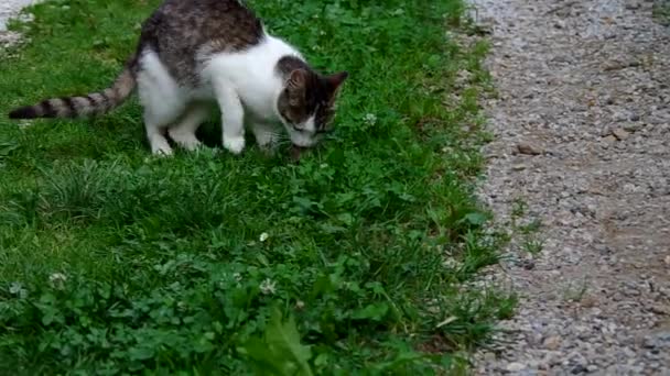 Gato e Rato — Vídeo de Stock