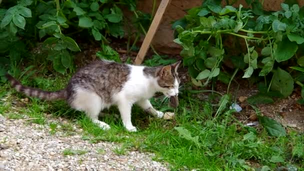 Gato e Rato — Vídeo de Stock