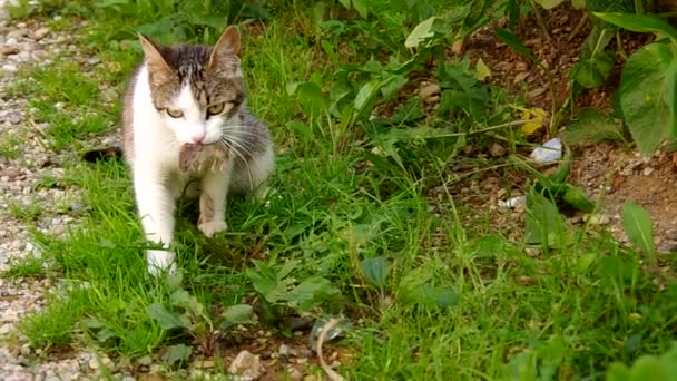 Katz und Maus — Stockvideo