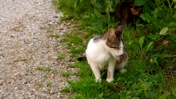Chat et souris