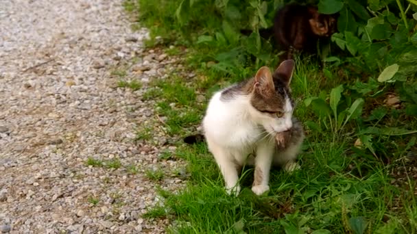 Katz und Maus — Stockvideo