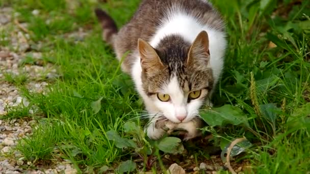 Gato e Rato — Vídeo de Stock