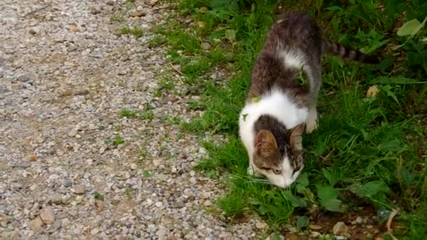 Chat et souris — Video