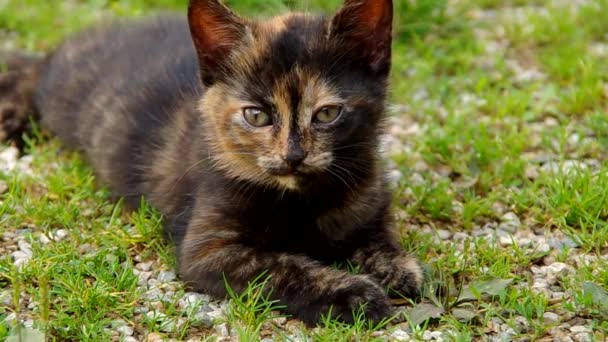 Kitten on green grass — Stock Video