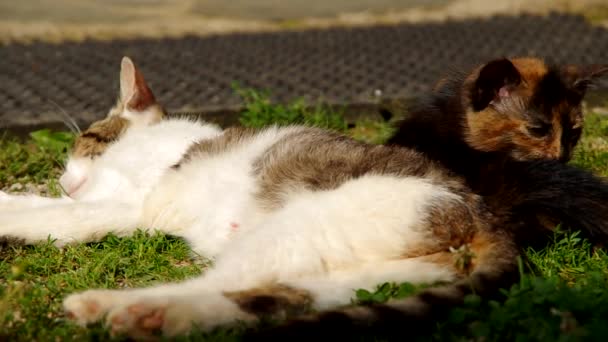 Katt och kattunge vilar — Stockvideo