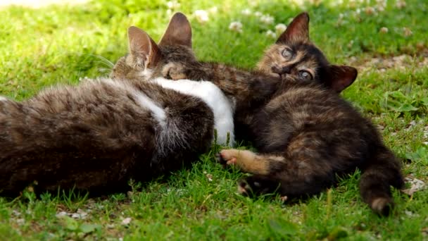 Kat en kitten rusten — Stockvideo