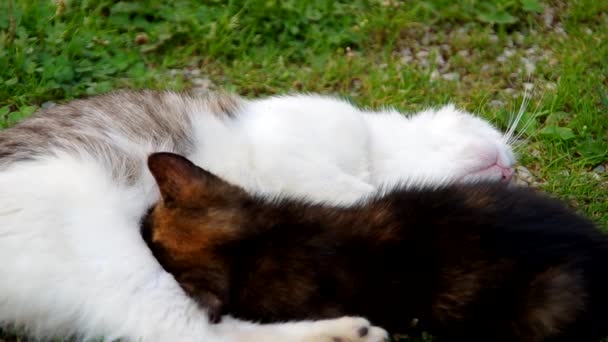 Kočka a kotě odpočívá — Stock video